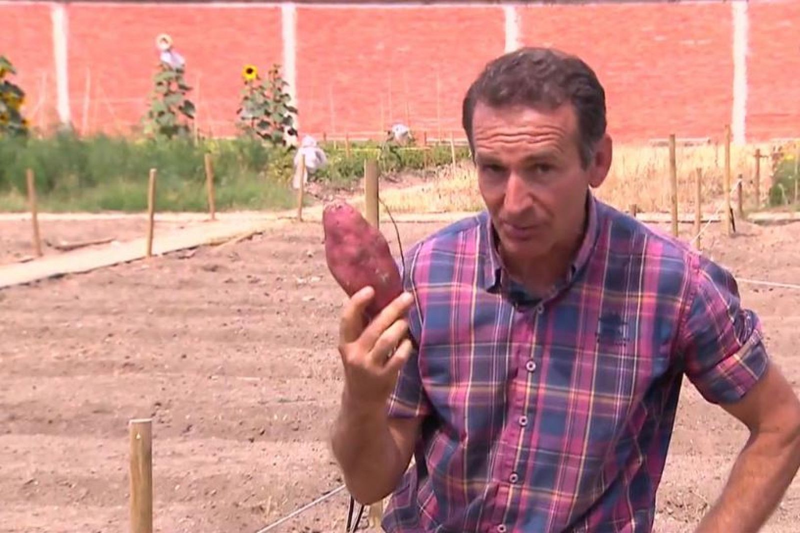 Los boniatos, cada vez más comunes en la huerta