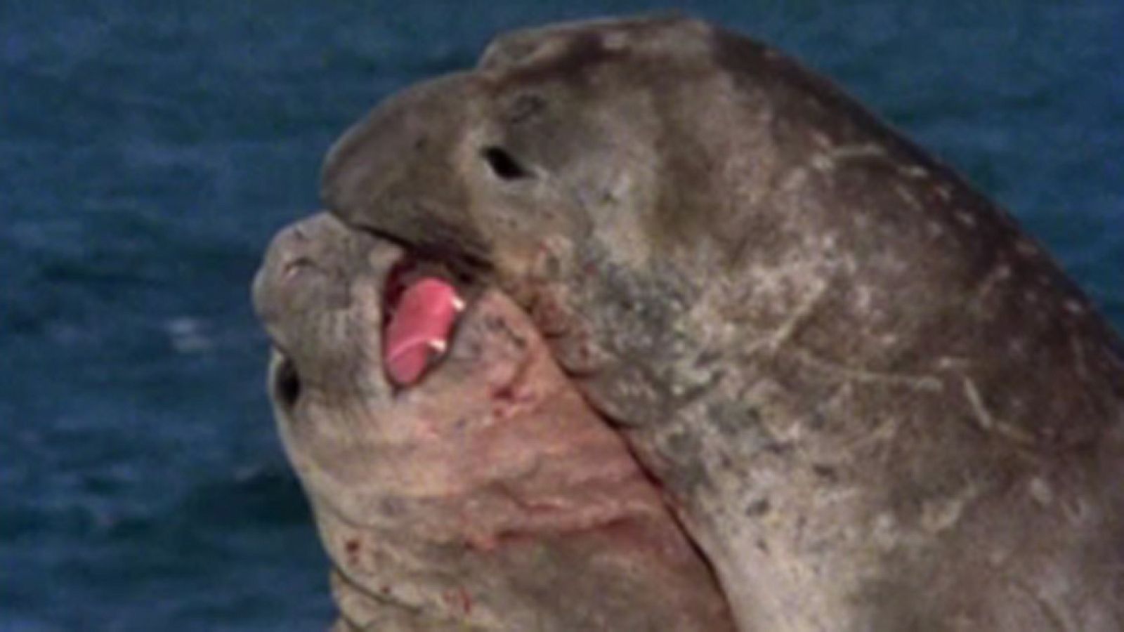 El arca de Noé - Elefantes marinos - El arca de Noé (serie documental) | Ver