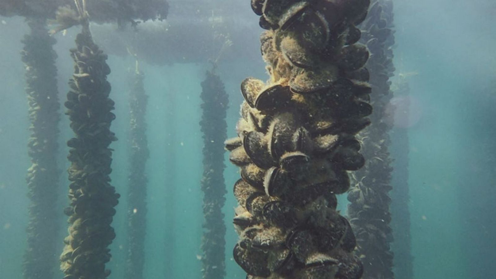 Mejillón con sello de Menorca