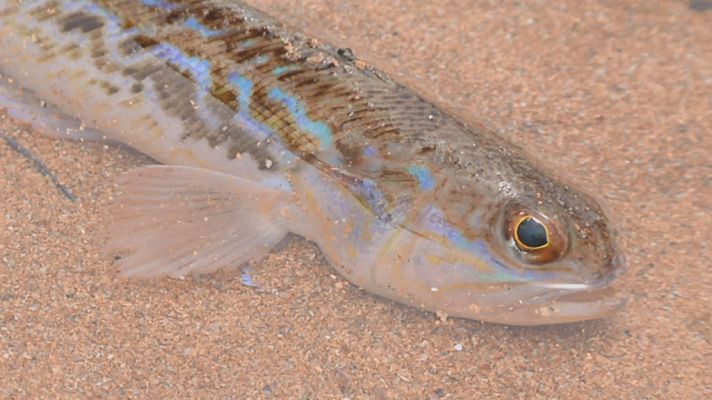 Aquí la Tierra - ¿Conoces la salvera?