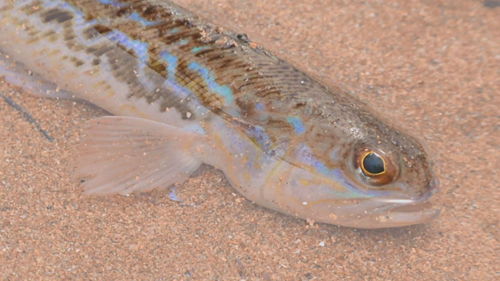 ¿Conoces la salvera?