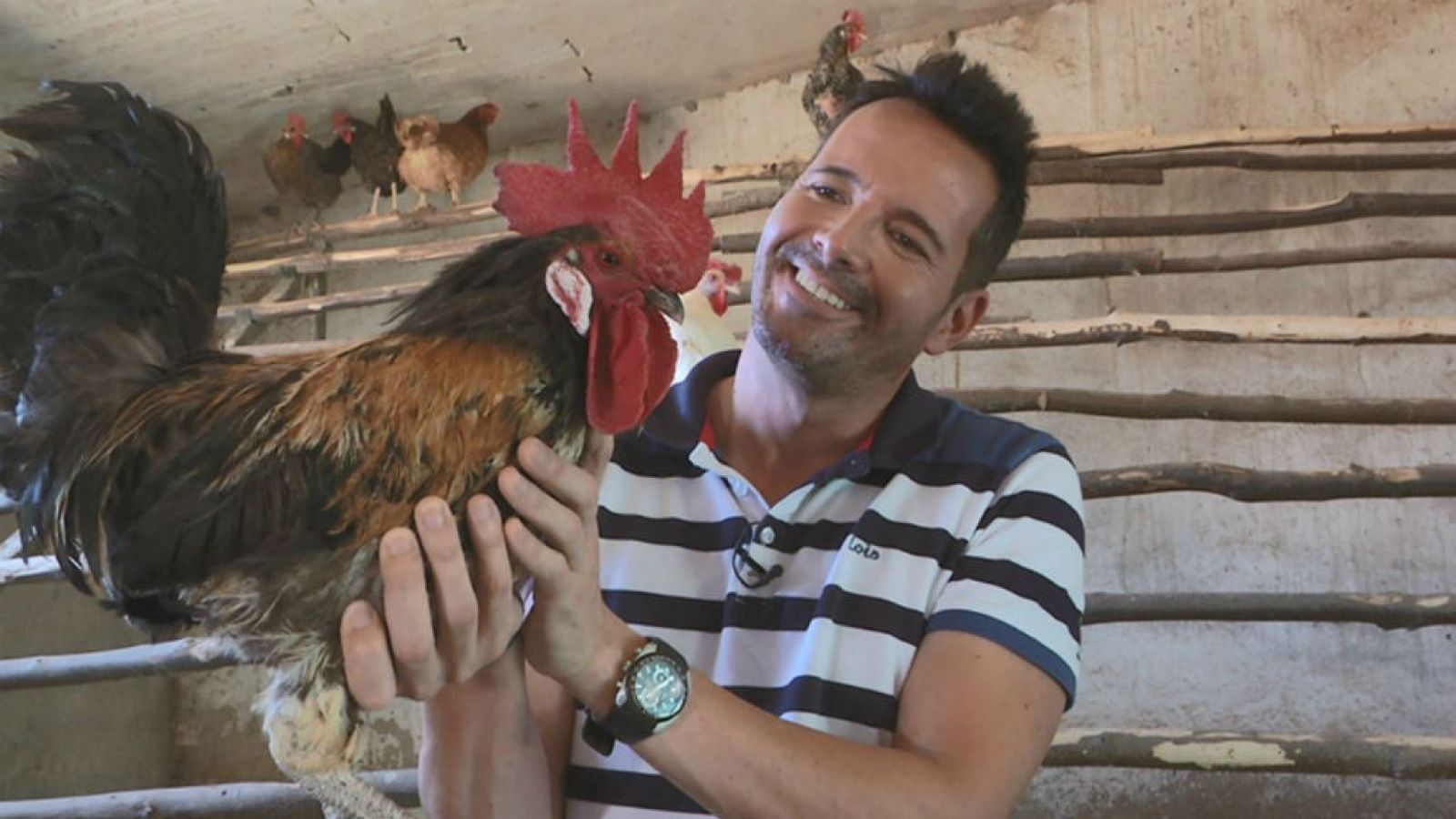Gallinas, ¡mucho que aprender!
