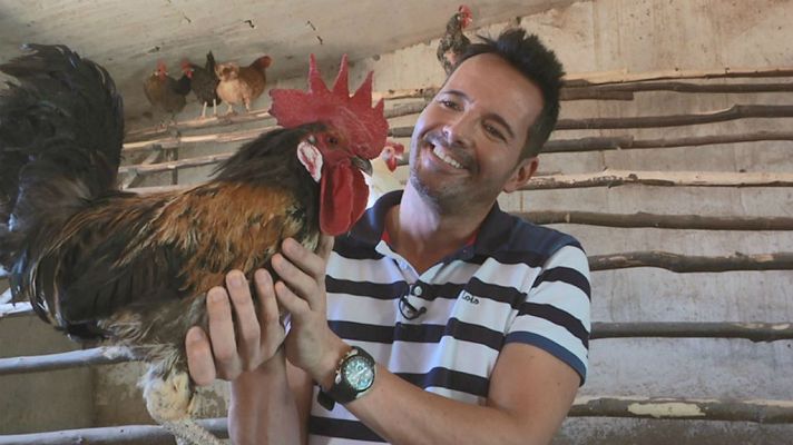 Aquí la Tierra - Gallinas, ¡mucho que aprender!