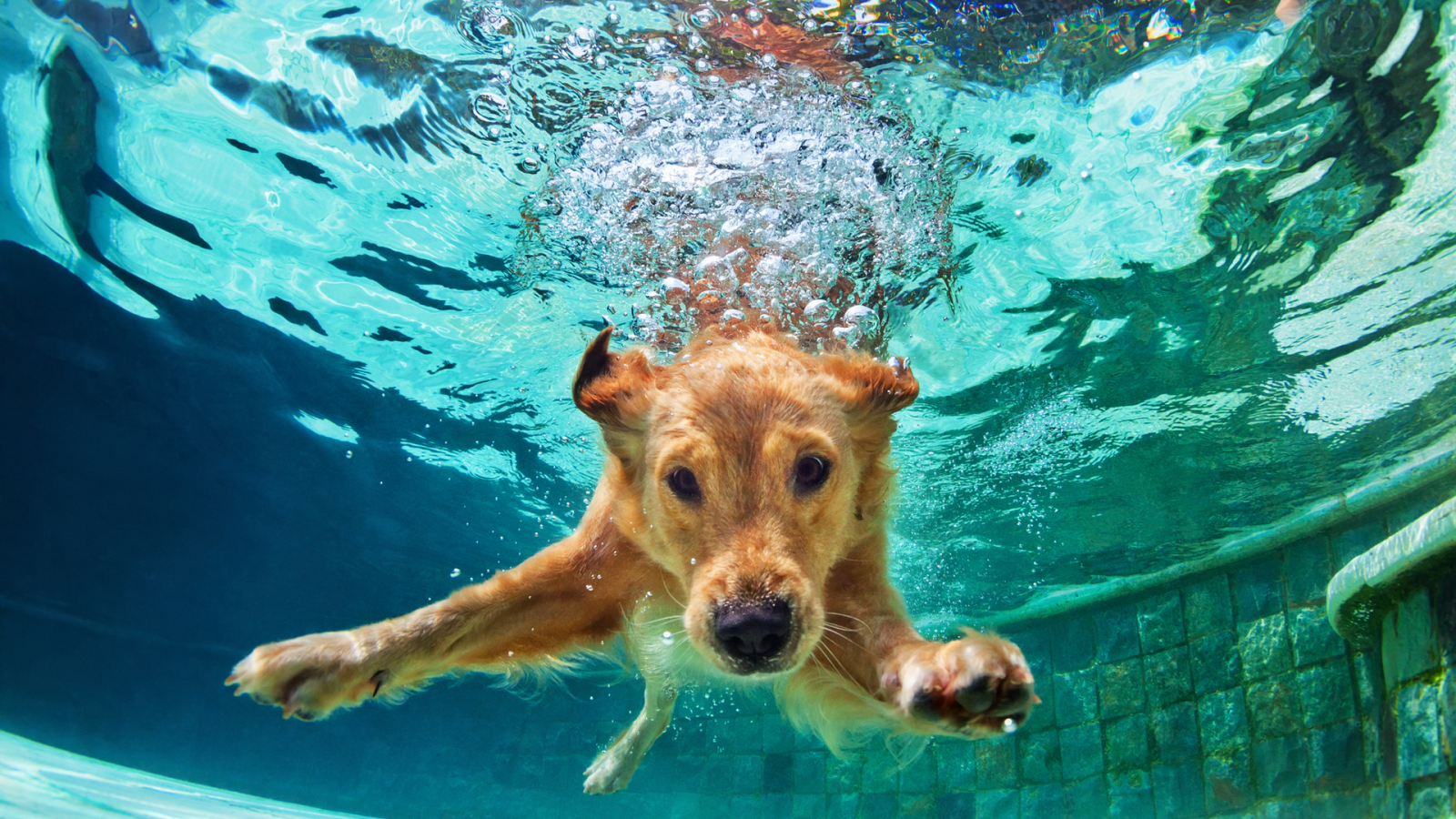 La mañana - Un mundo de perros: ¡Vamos a la piscina!