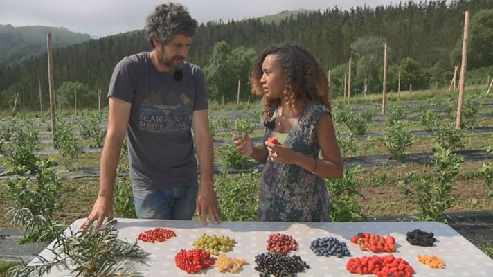 Aquí la Tierra - Chuches del bosque