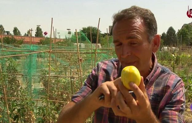 Aquí la Tierra - A qué sabe el pepino limón