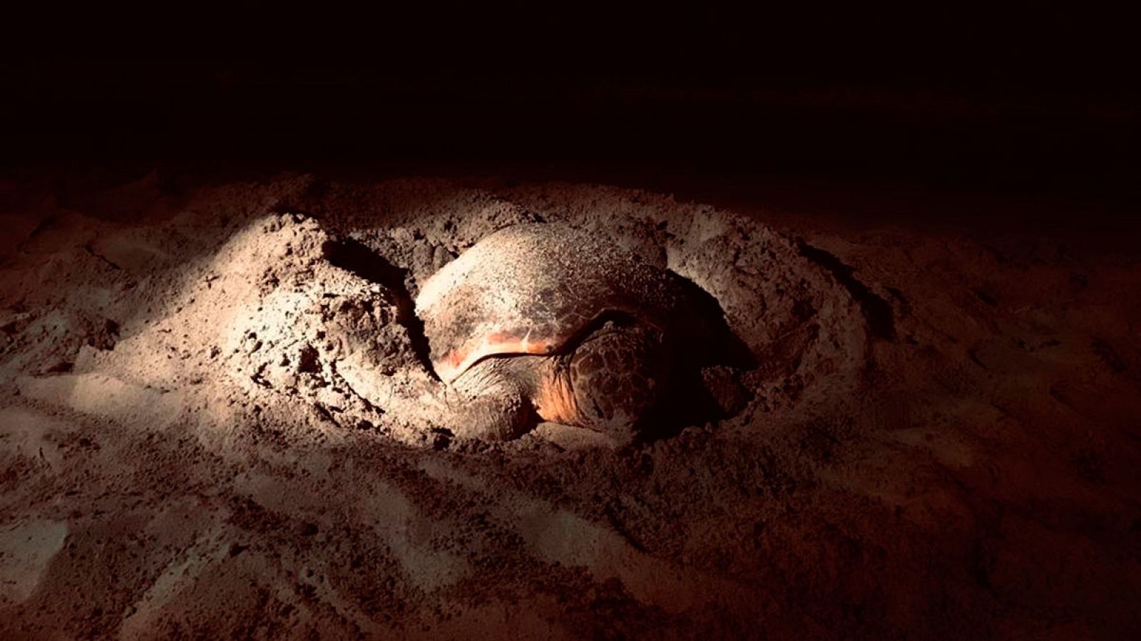 Dos tortugas bobas han desovado en playas de Ibiza en cinco días, algo excepcional que podría estar relacionado con el aumento de la temperatura del agua. Ahora, biólogos del centro de recuperación de fauna marina vigilan los huevos para protegerlos