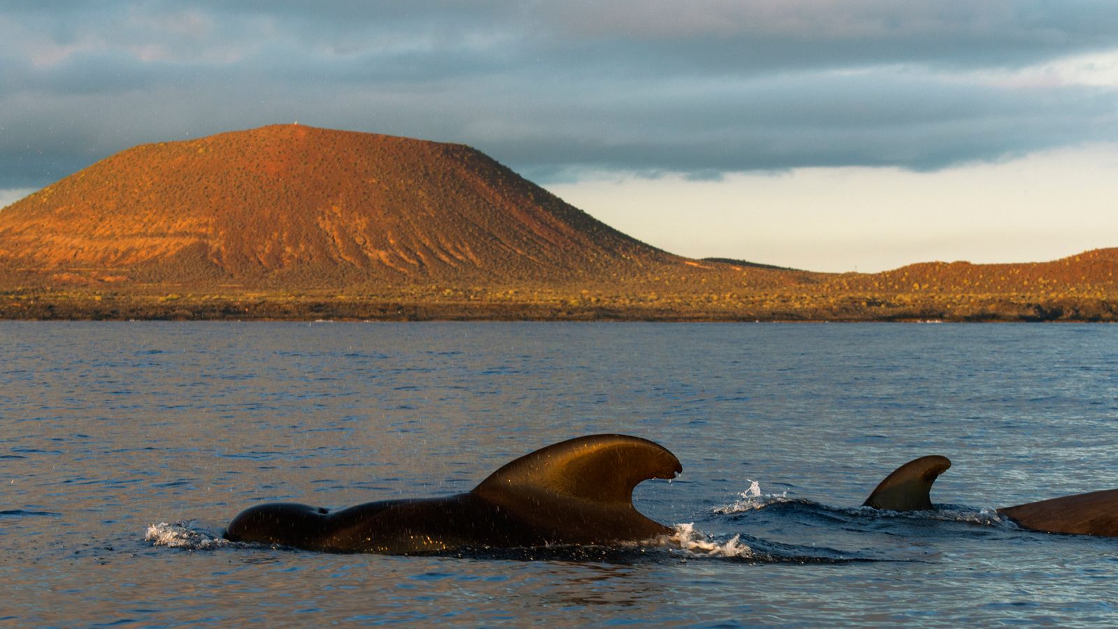 La Universidad de La Laguna y la naviera Fred Olsen firman un convenio para prevenir las colisiones con cetáceos