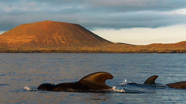 Telediario 1 - La Universidad de La Laguna y la naviera Fred Olsen firman un convenio para prevenir las colisiones con cetáceos