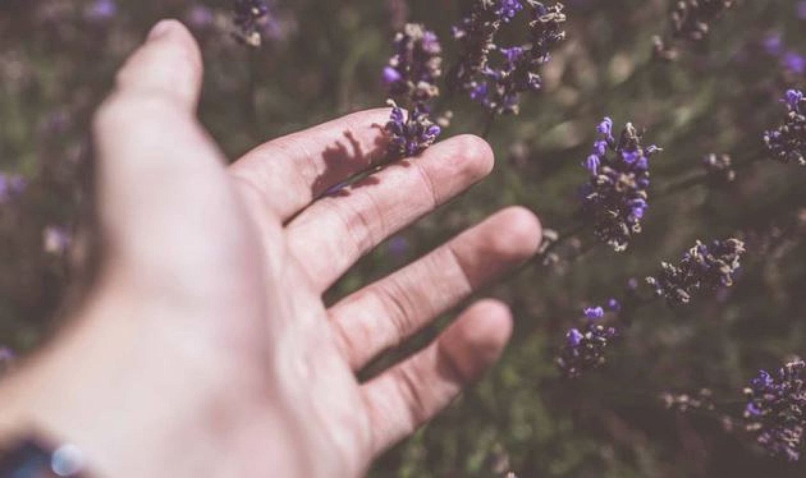 El repelente infalible para los mosquitos