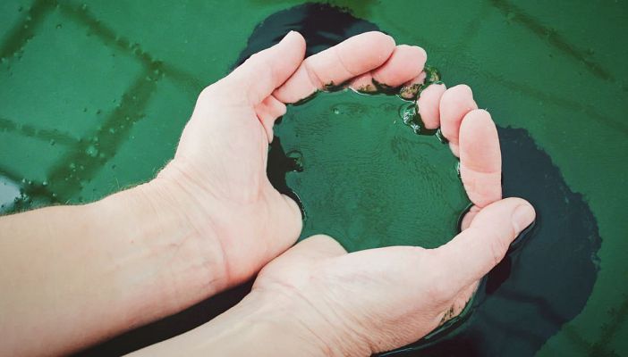Aquí la Tierra - Así se fabrica la espirulina