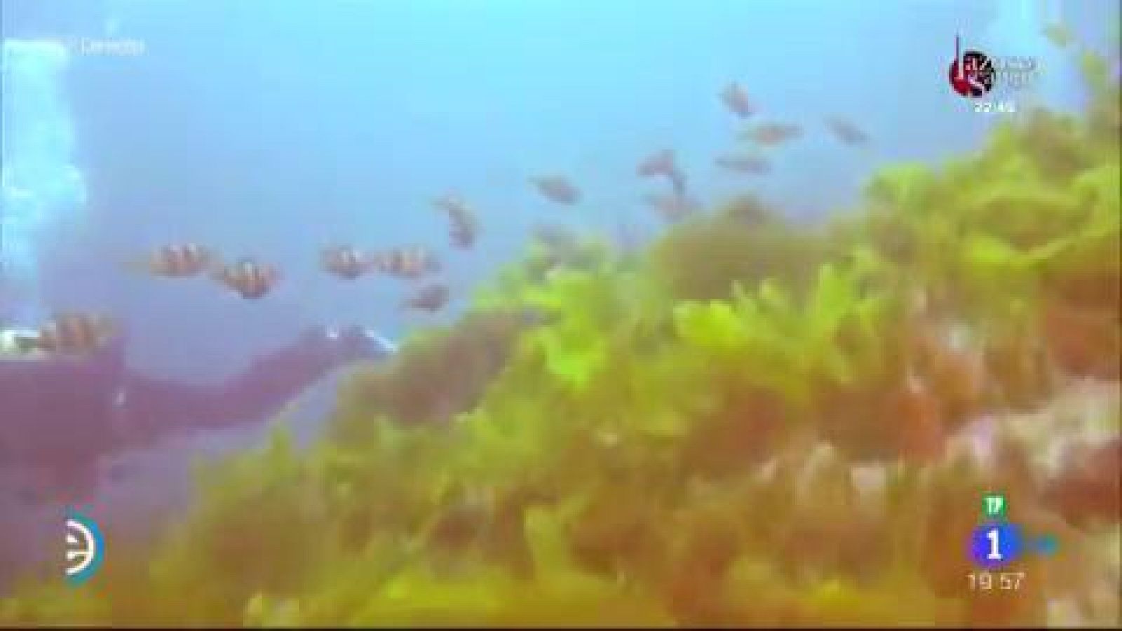 Camino de Santiagua - España Directo | Ver