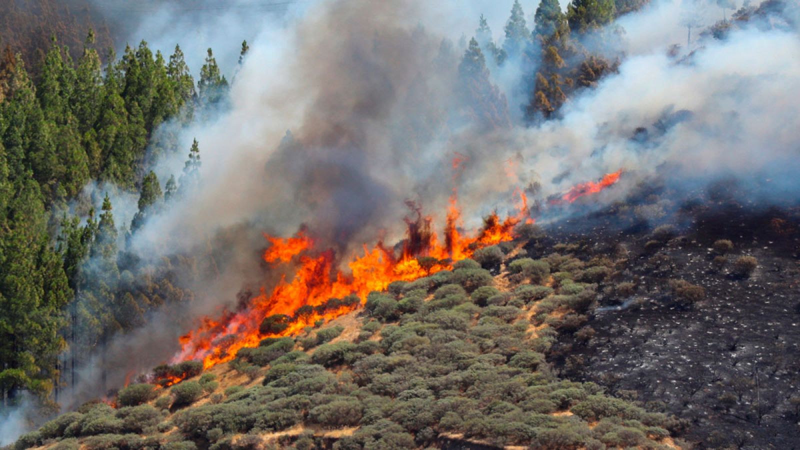 Telediario matinal en cuatro minutos - 11/08/2019 | Ver