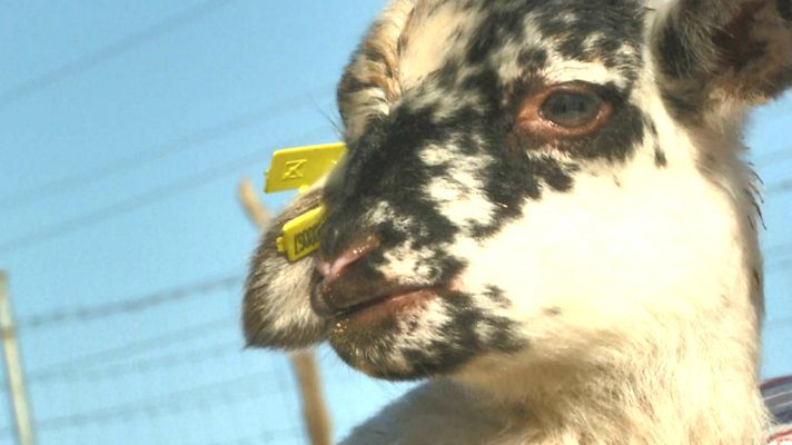 Aquí la Tierra - Ovejas, grandes agentes forestales