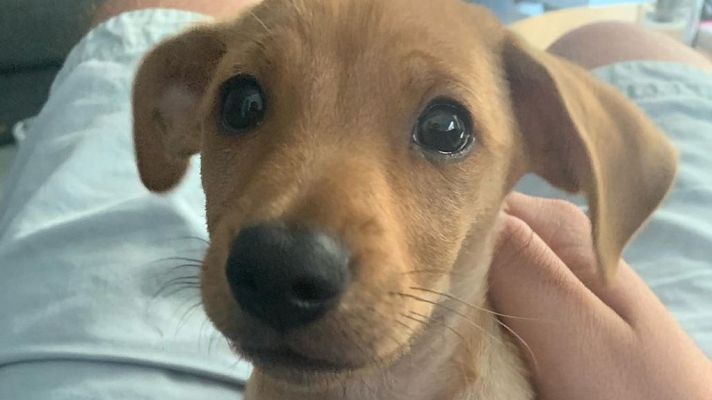  - El nuevo miembro de la familia Obregón