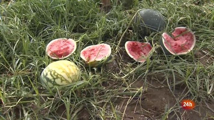 Vespre 24 - Vespre 24 - 14/08/2019