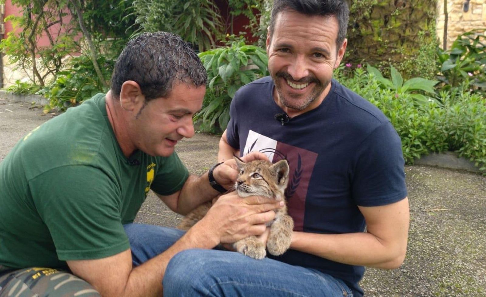 Los felinos, reyes del reino animal