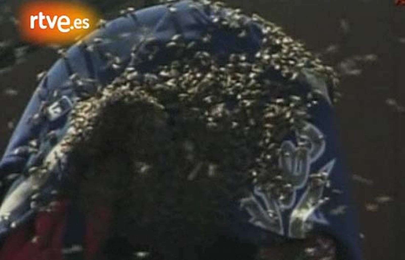 Abejas en un partido de béisbol | Ver