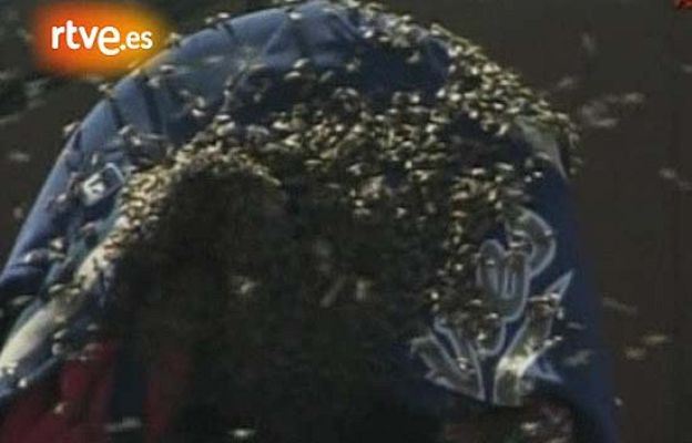  - Abejas en un partido de béisbol