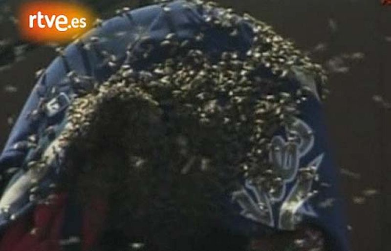 Abejas en un partido de béisbol | Ver