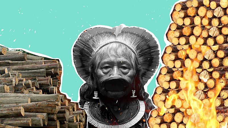 Paremos la deforestación del Amazonas