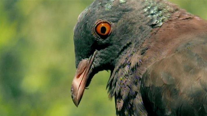 Telecanarias - Telecanarias - 27/08/2019