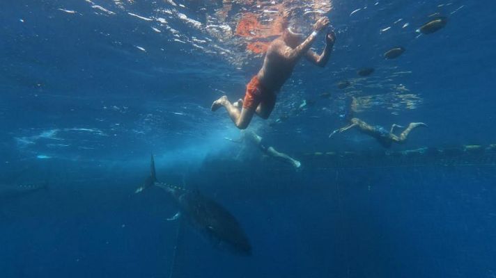 Aquí la Tierra - ¡Nadar entre atunes!