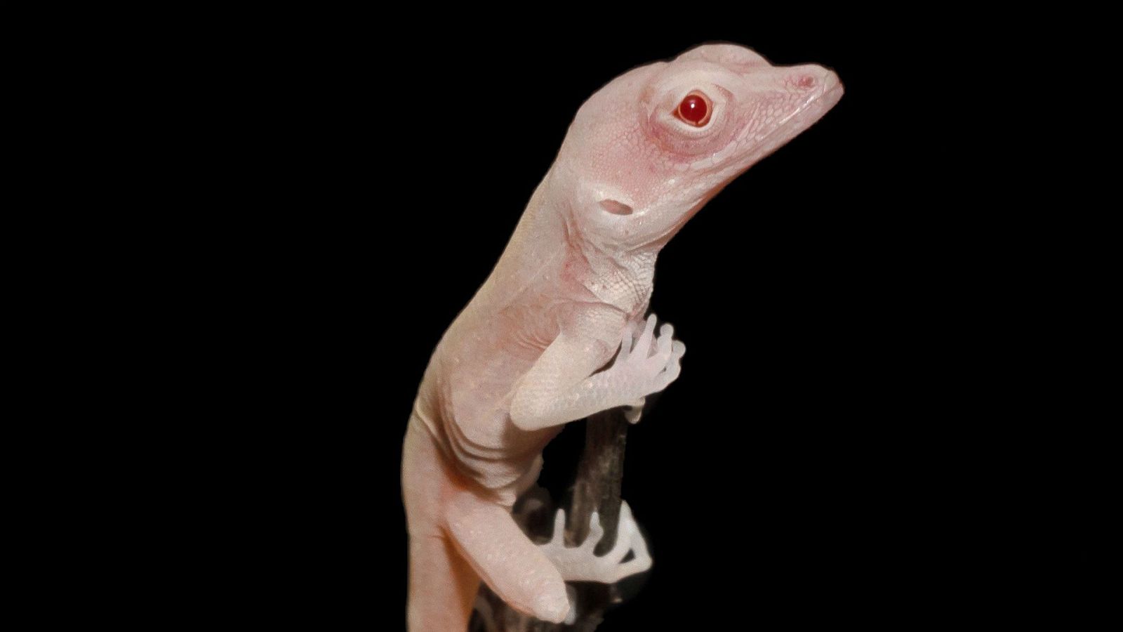 La mañana - Un lagarto albino es el primer reptil modificado genéticamente