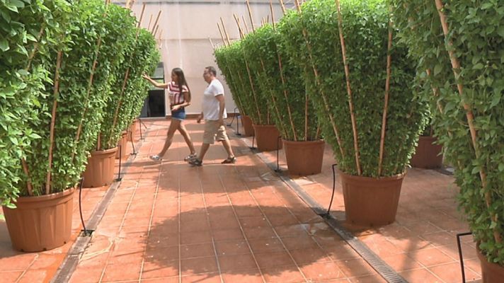Aquí la Tierra - La albahaca gigante de Bétera