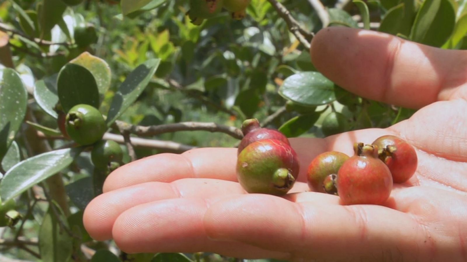 Aquí la Tierra - 04/09/19 - ver ahora