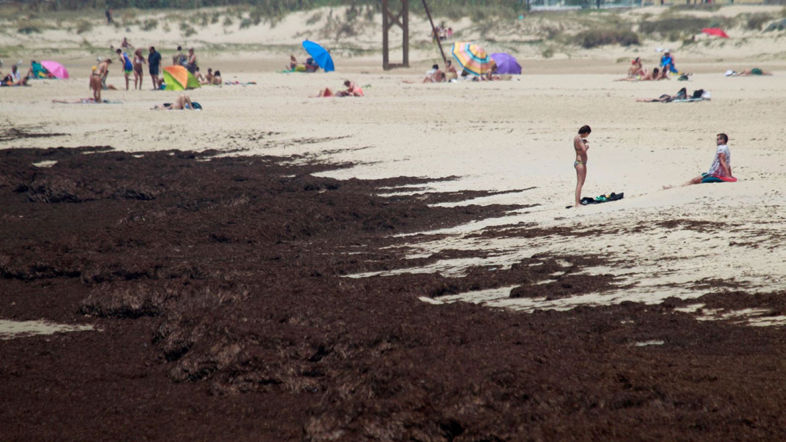 500 euros al día. Es lo que los pescadores de Cádiz dicen que pierde cada barco por el alga asiática que invade la costa andaluza y que también está afectando al turismo. Los biólogos alertan de la rapidez con la que se extiende.
