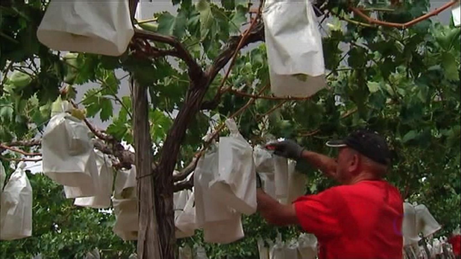 La Comunidad Valenciana en 2' - 06/09/19 - ver ahora