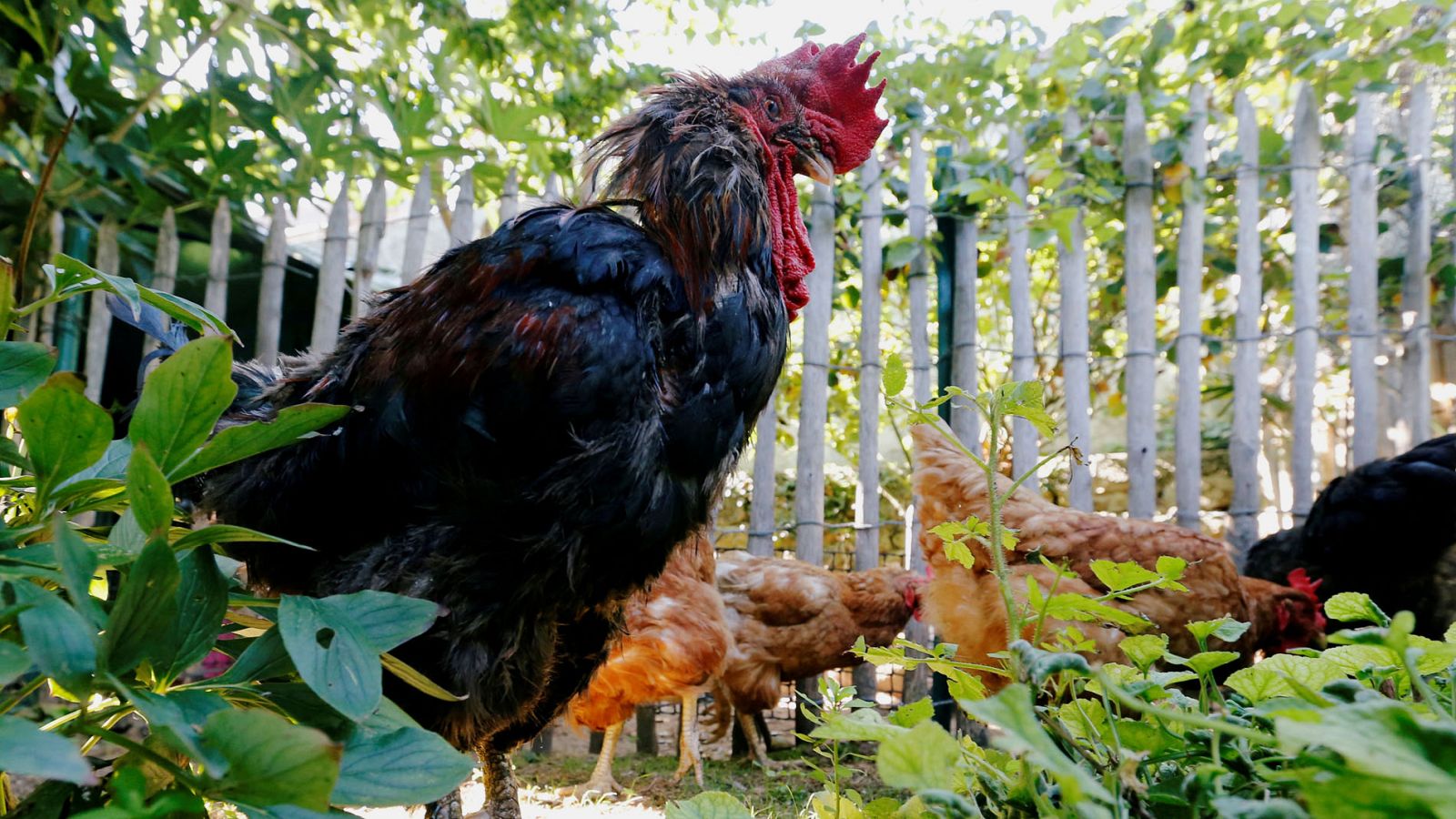 La justicia francesa autoriza los cantos de un gallo símbolo del mundo rural