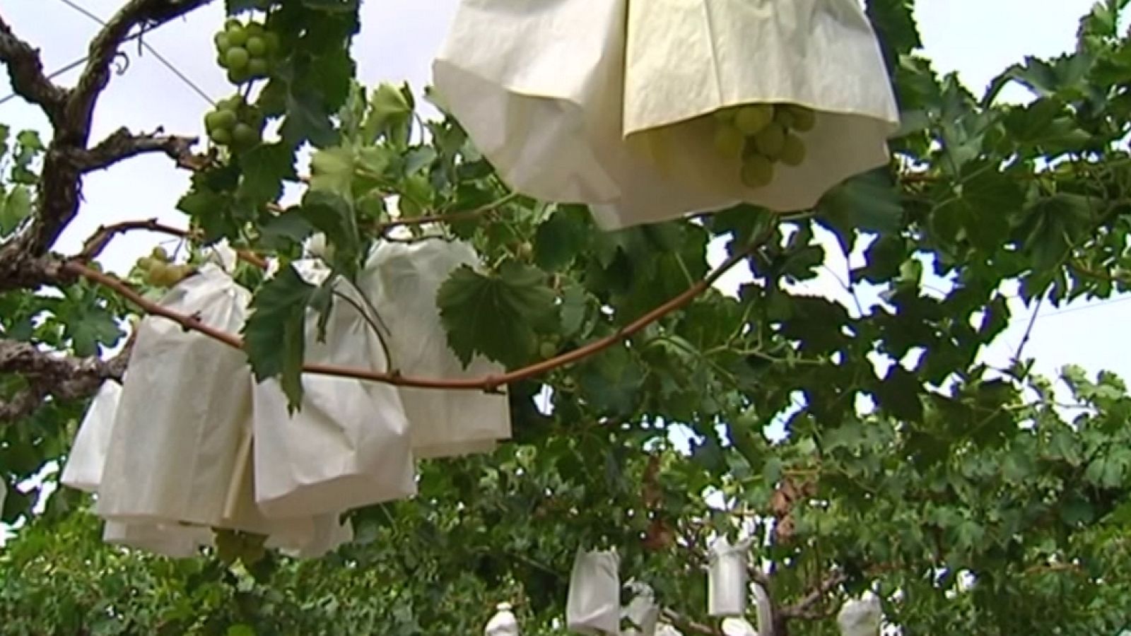 Agrosfera - 07/09/19 - ver ahora