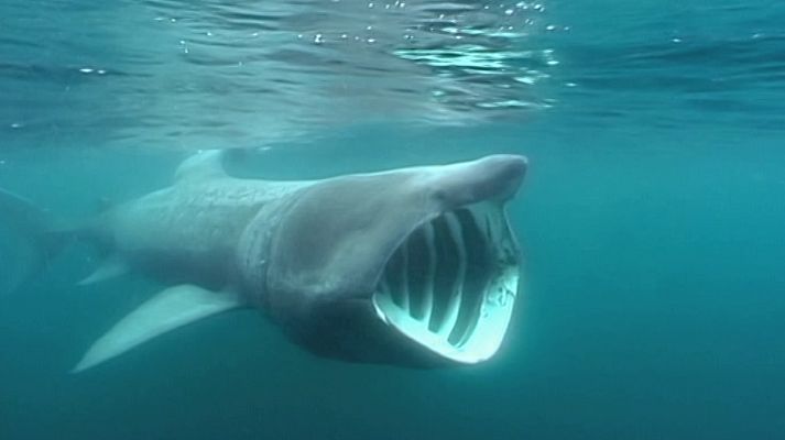 Grandes documentales - Skagerrak salvaje