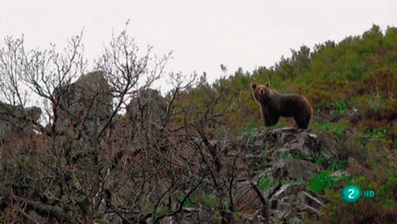 La aventura del saber. El oso pardo EBU-NATURE