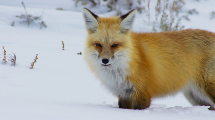 Otros documentales - Planeta Tierra II: Praderas