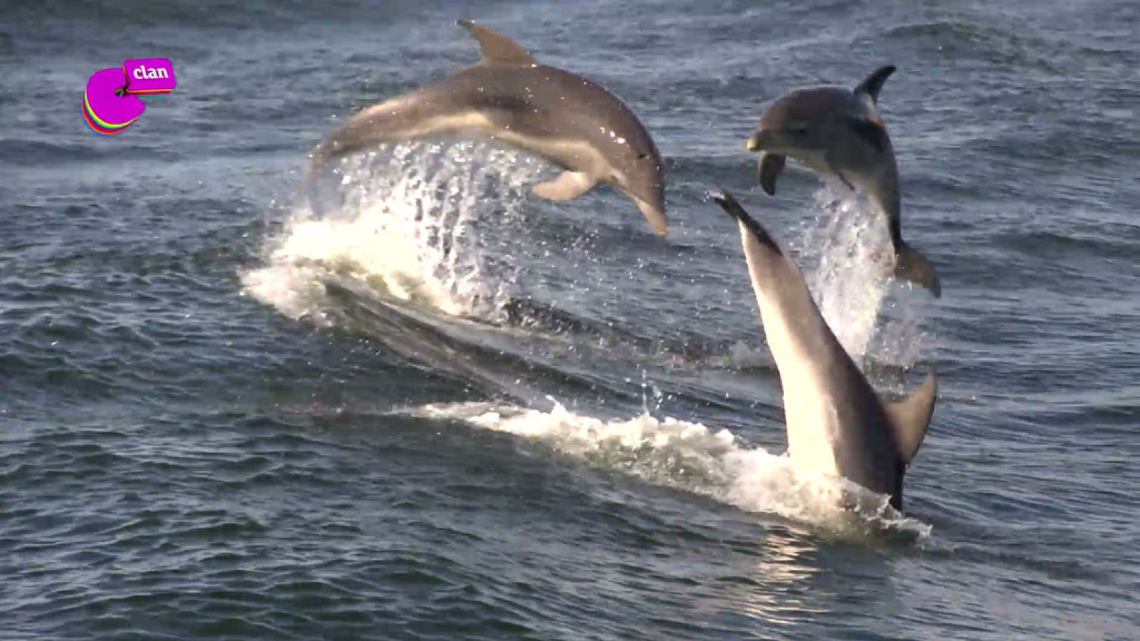 ¿Sabes por qué saltan los delfines? - Club Clan | Ver