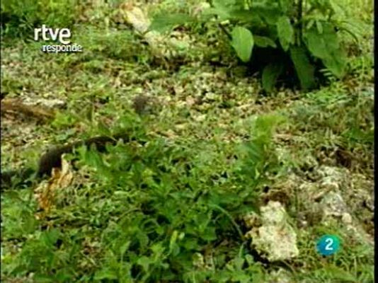 RTVE responde - Documentales de animales en La 2