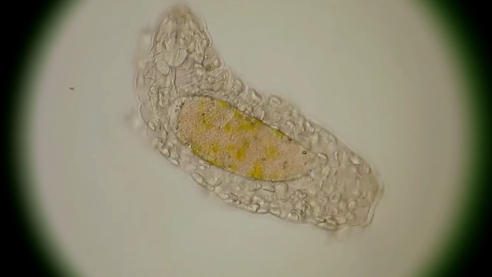 ¡Qué animal! - Superpoderes - El oso de agua