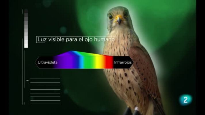  - Supepoderes - Cernícola común