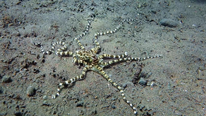  - Superpoderes - El rey del camuflaje