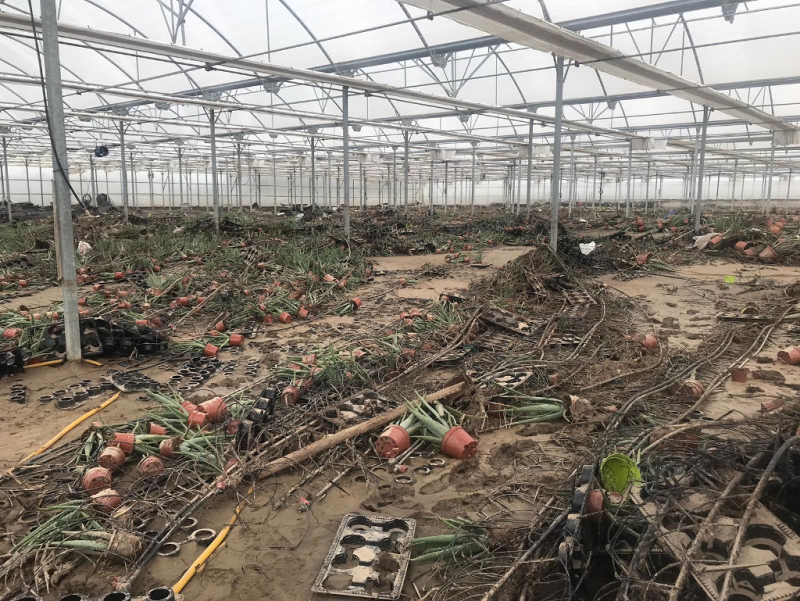 Las pérdidas en los invernaderos de Almería - España Directo | Ver