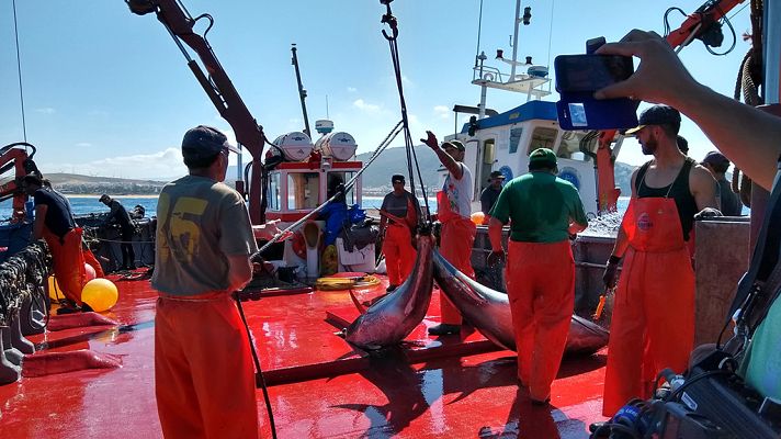 Crónicas - Almadraba, el laberinto de los atunes