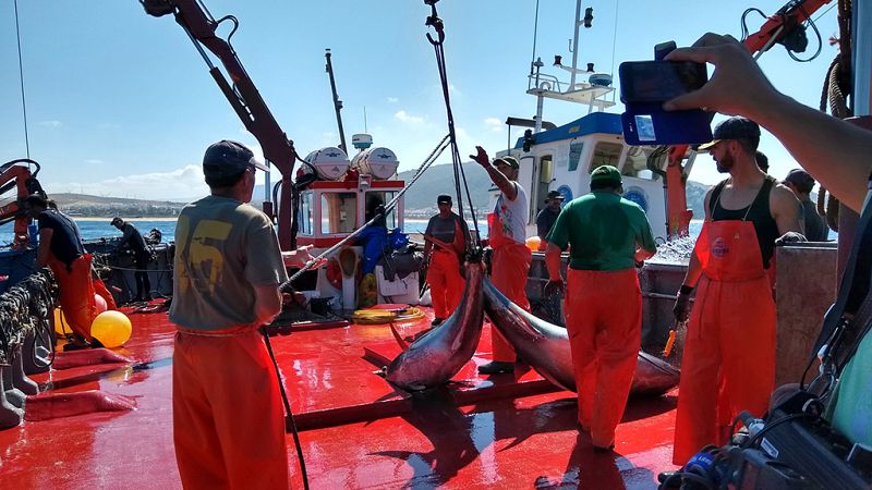 Crónicas - Almadraba, el laberinto de los atunes