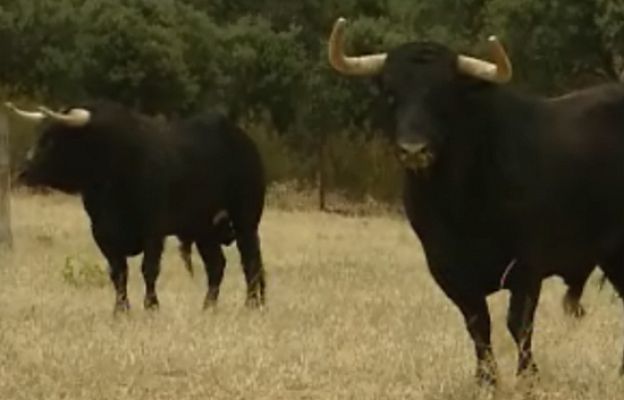 San Fermín - Alcurrucén estrena los Sanfermines