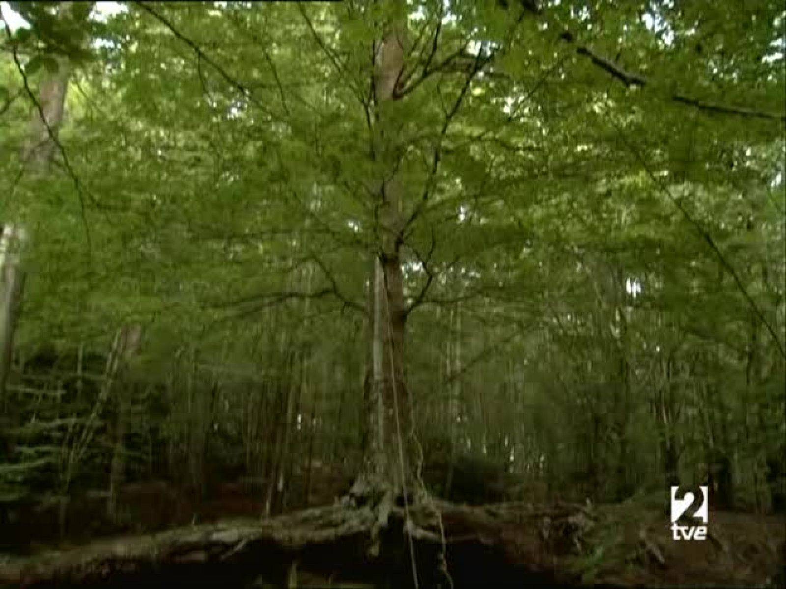 Metrópolis - Piel de flamenco - Metrópolis | Ver