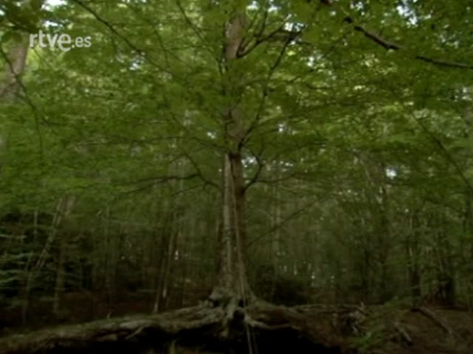 Metrópolis - Baleares Beats - Metrópolis | Ver