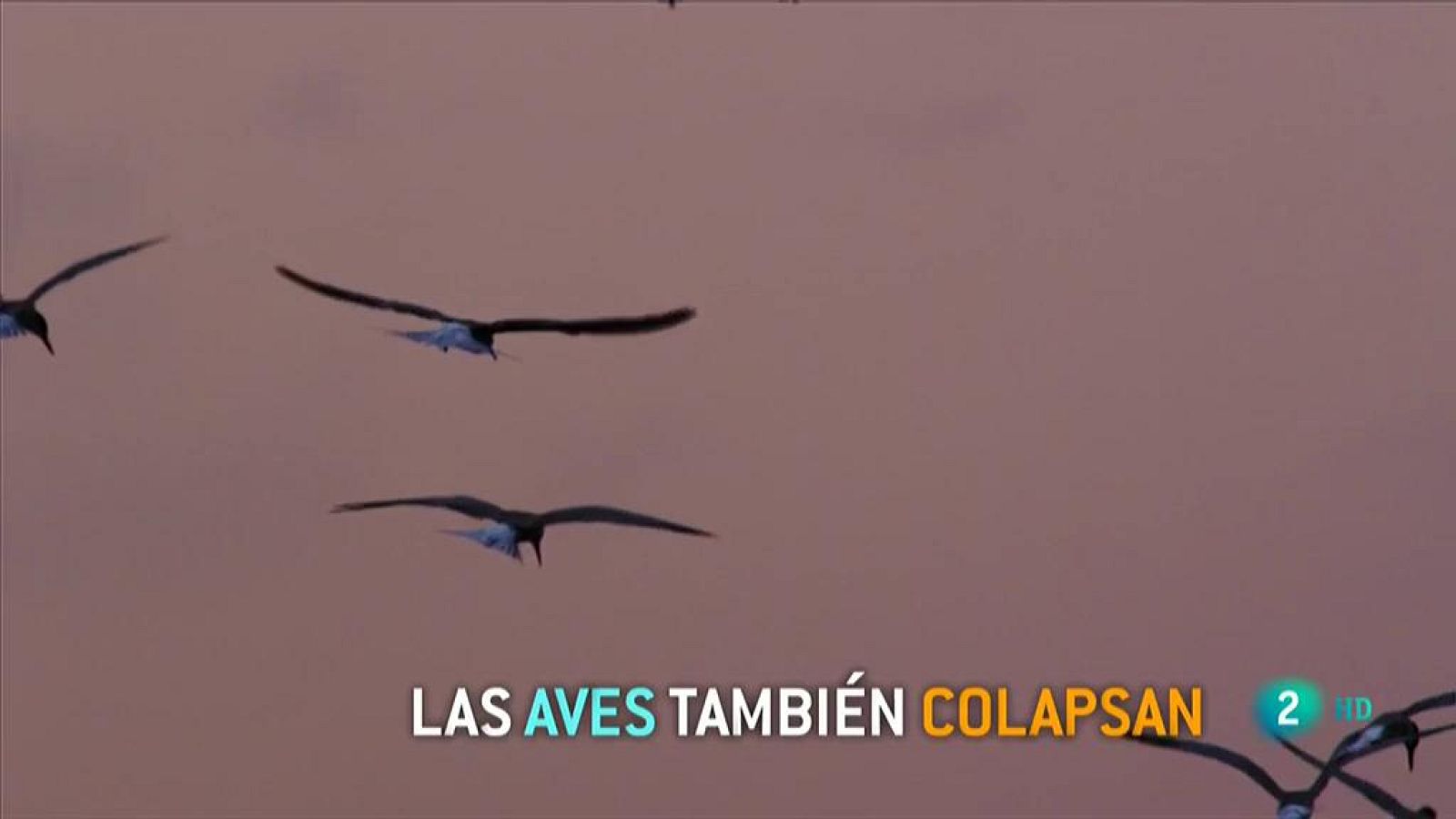 Disminuye la población de aves