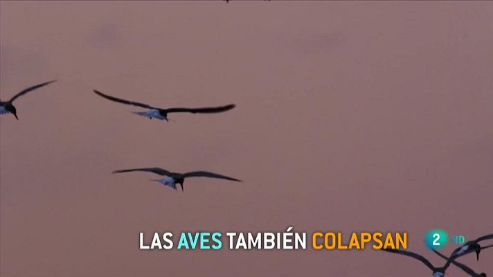 La 2 Noticias - Disminuye la población de aves